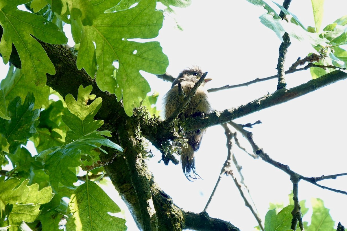 Oak Titmouse - Bob Greenleaf