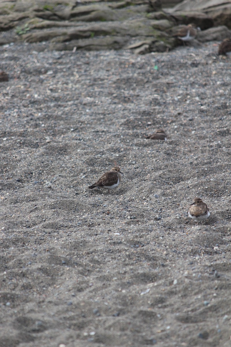 Rufous-chested Dotterel - Aaron David