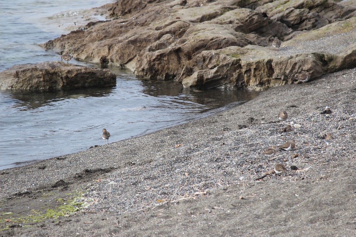 Rufous-chested Dotterel - ML618795258