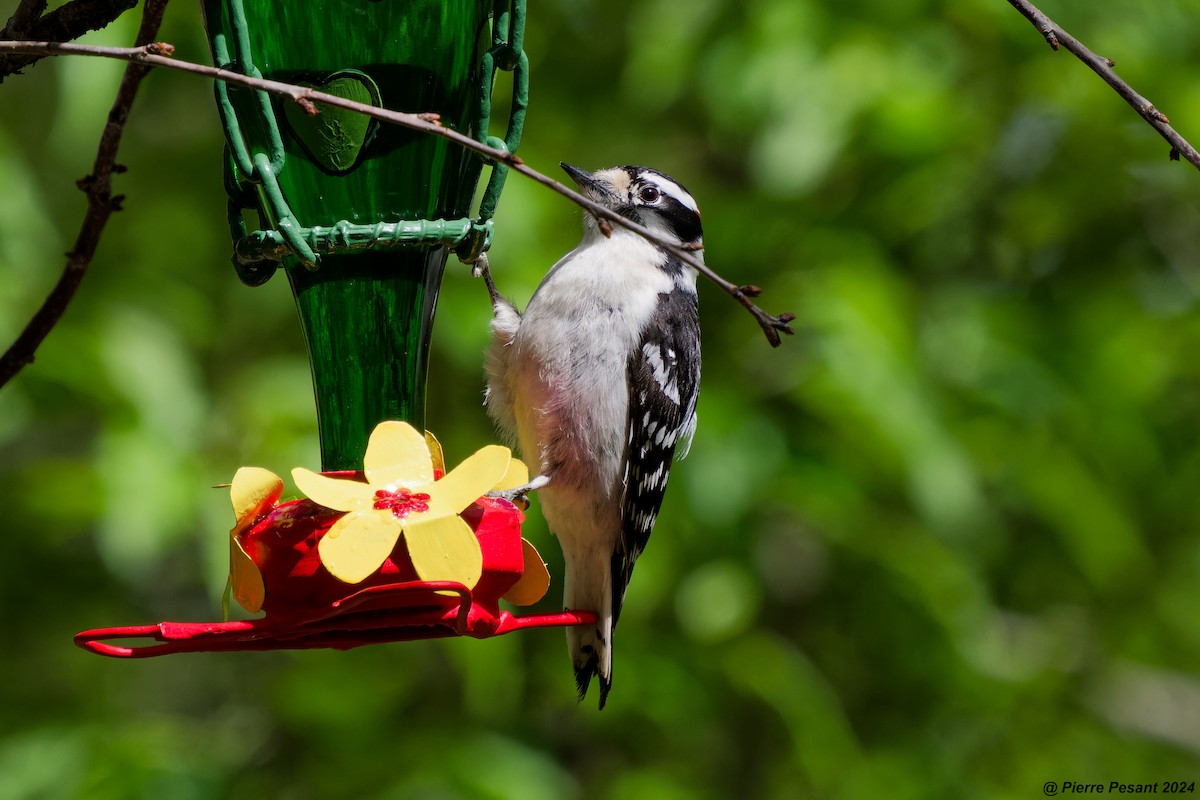 Downy Woodpecker - Pierre Pesant