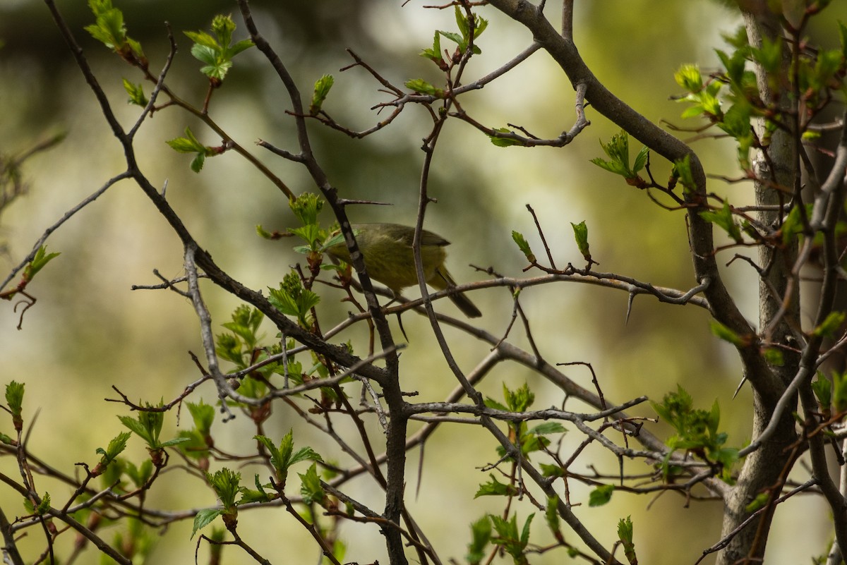 Orange-crowned Warbler - David Broska