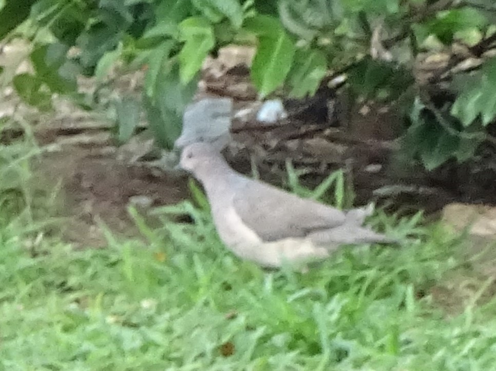 White-tipped Dove - Richard Cannings