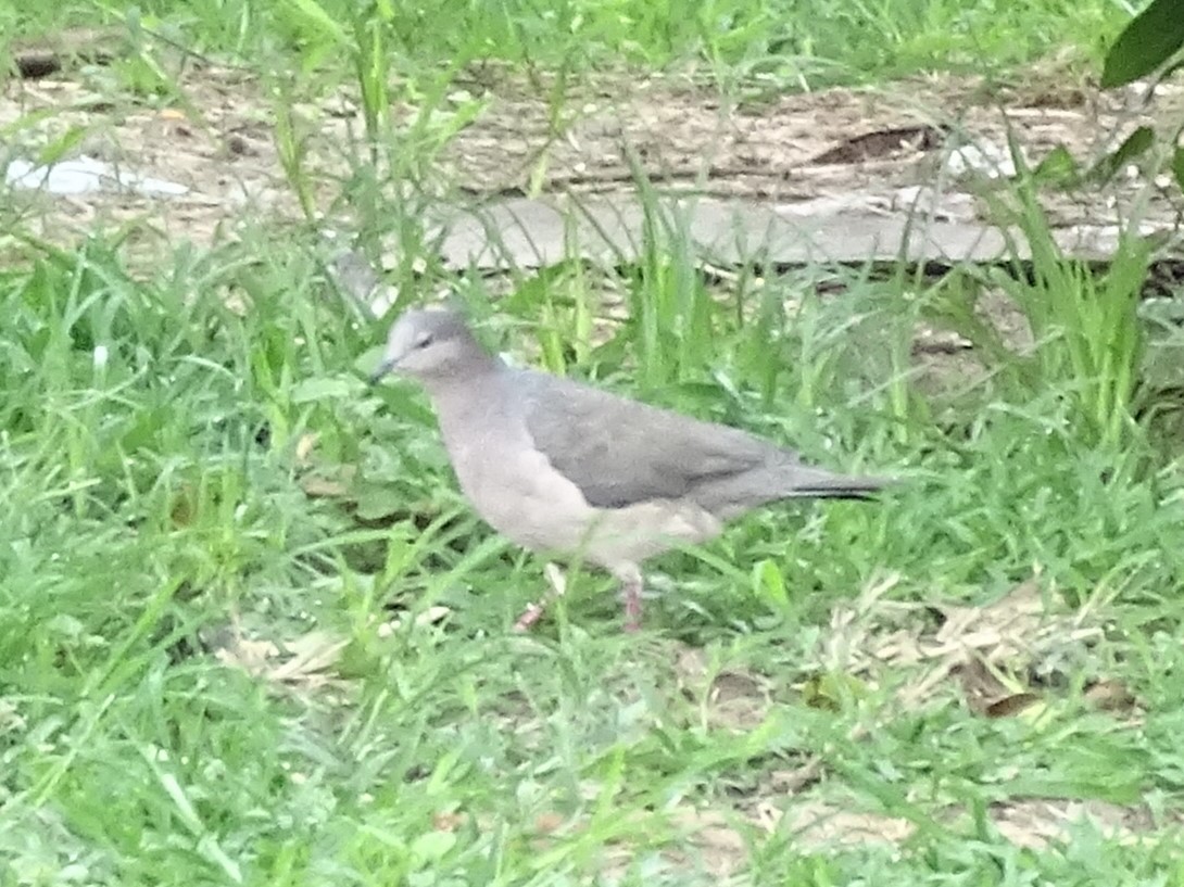 White-tipped Dove - ML618795274