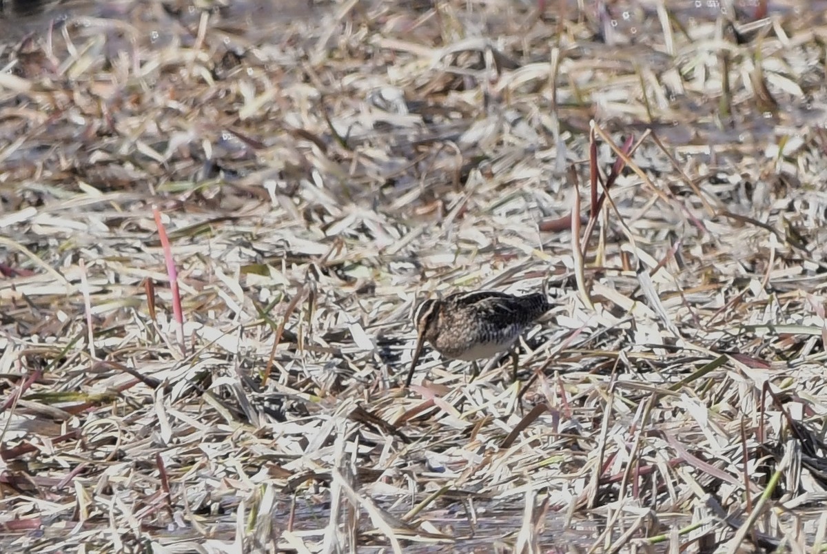 Wilson's Snipe - ML618795279