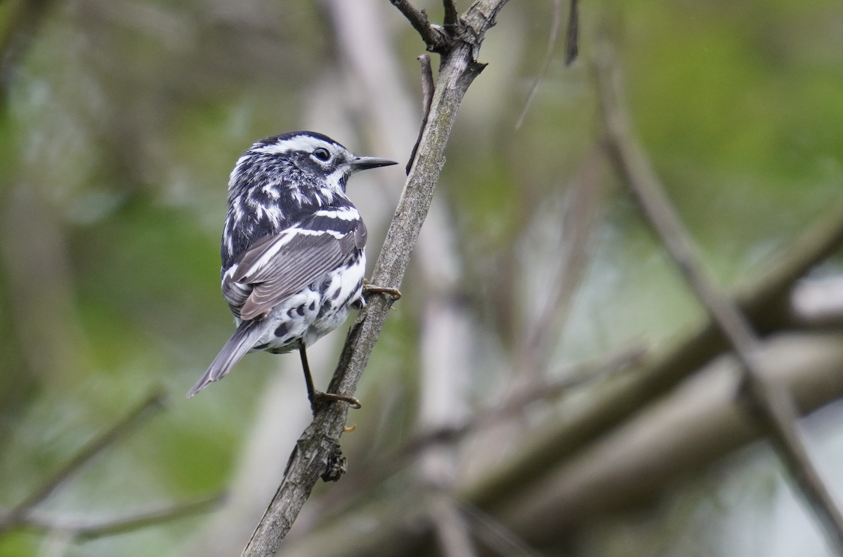 Black-and-white Warbler - Ethan K