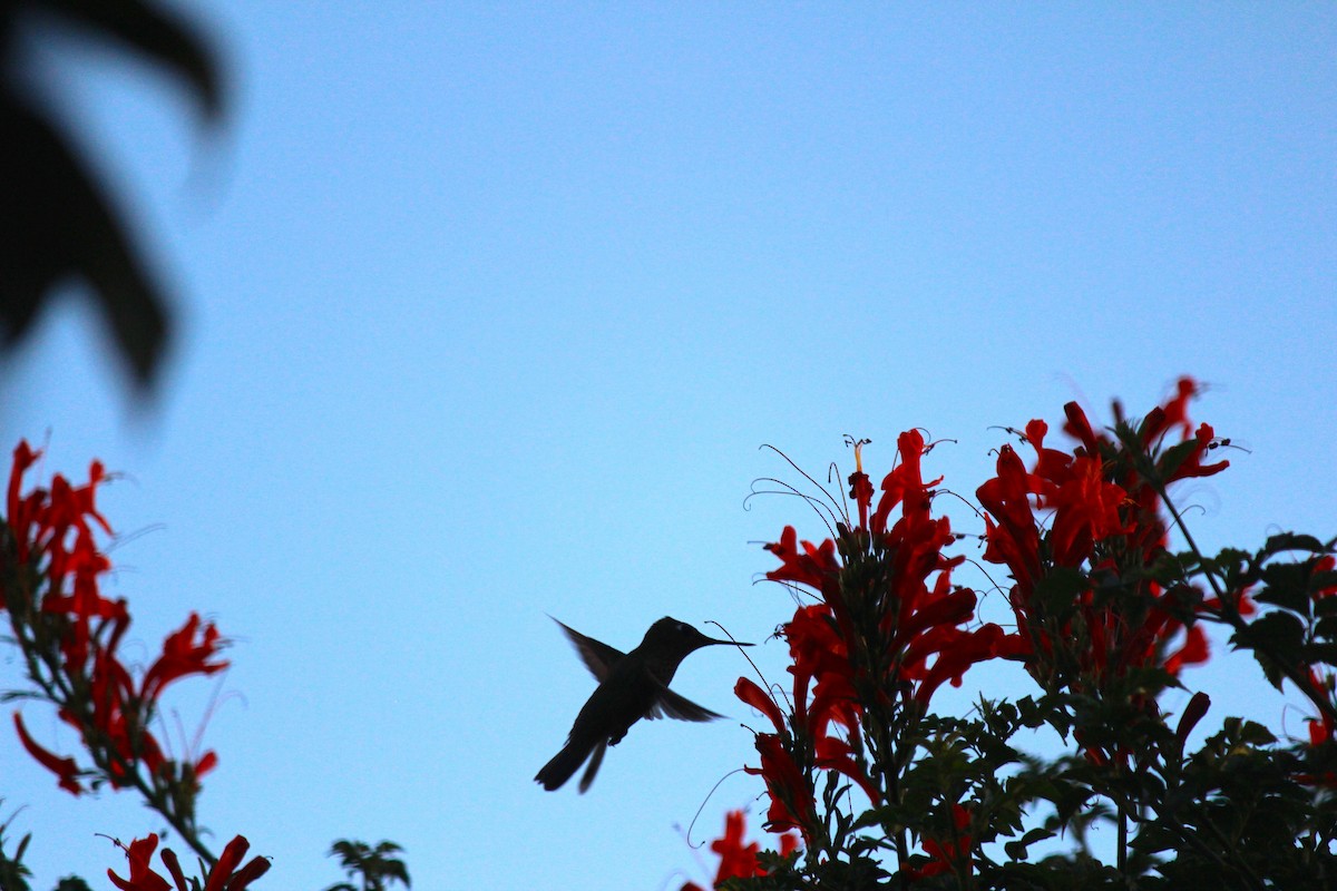 kolibřík chilský - ML618795286