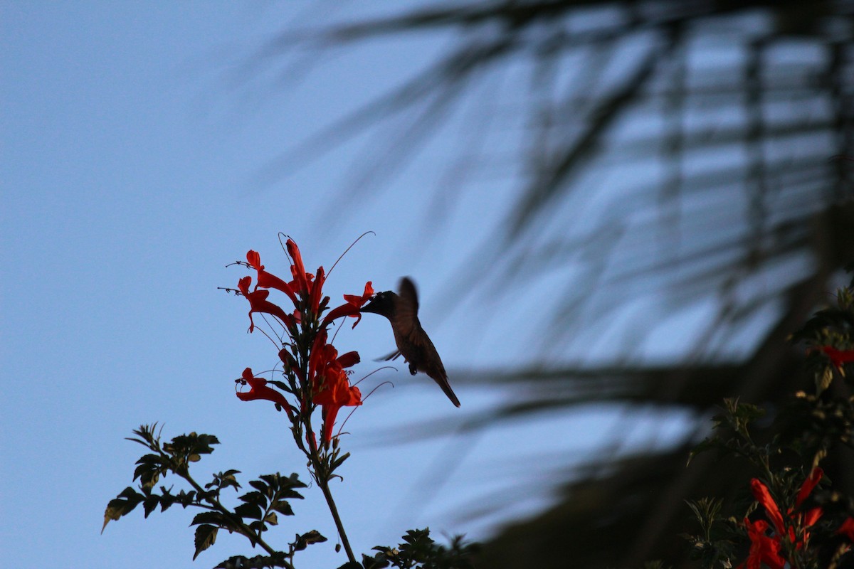 kolibřík chilský - ML618795287