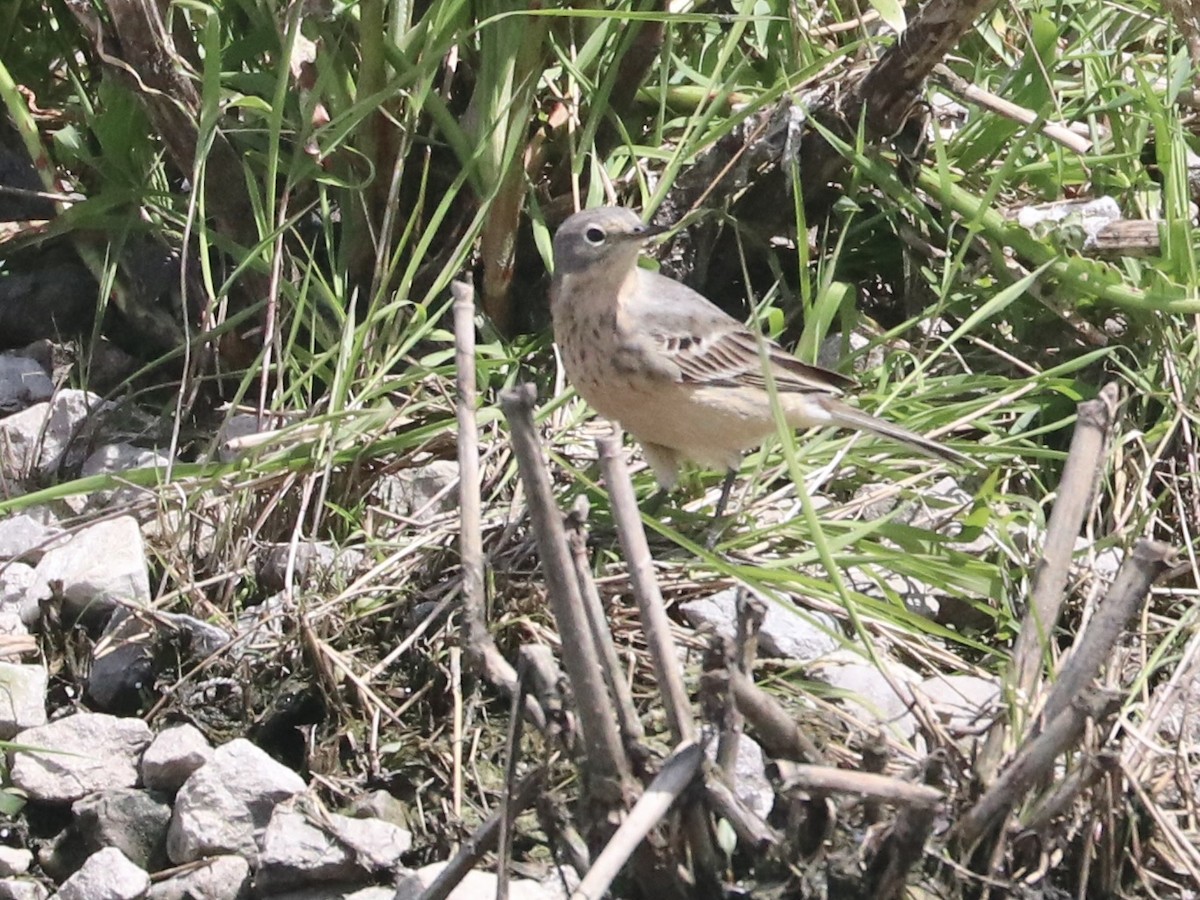 American Pipit - Karl Overman