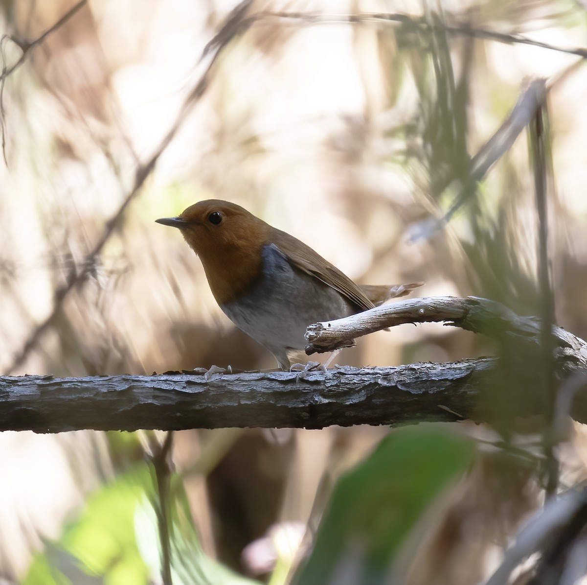 Japanese Robin - ML618795300