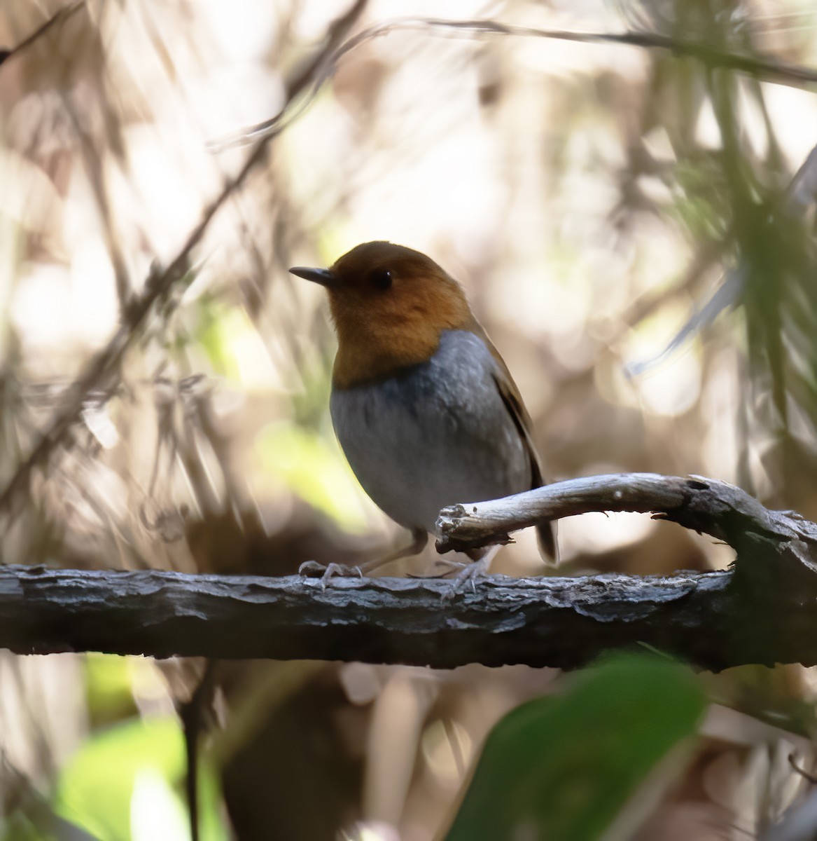 Japanese Robin - ML618795301