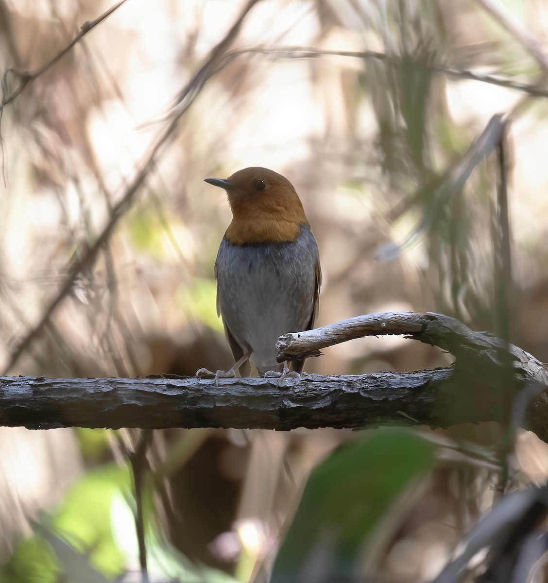 Japanese Robin - ML618795302