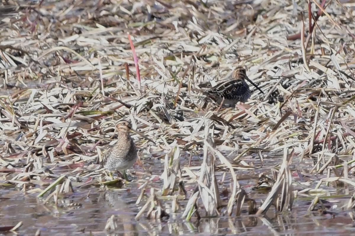 Wilson's Snipe - ML618795309