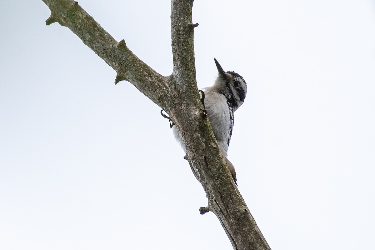 Hairy Woodpecker (Eastern) - Donna Wadsley