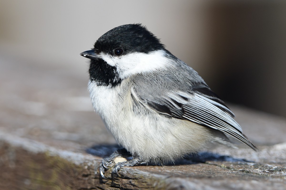 Black-capped Chickadee - ML618795329