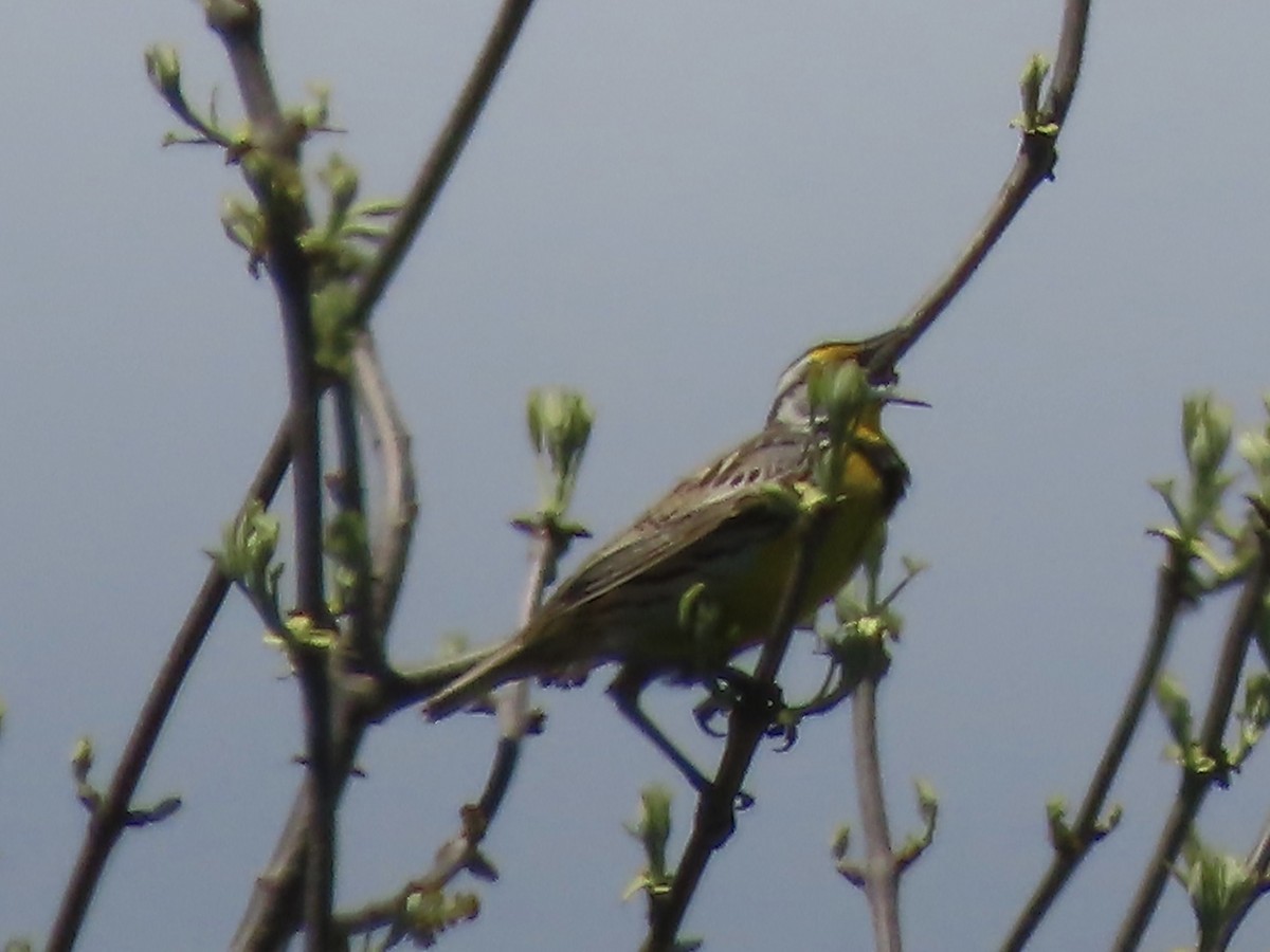 Eastern Meadowlark - Marjorie Watson