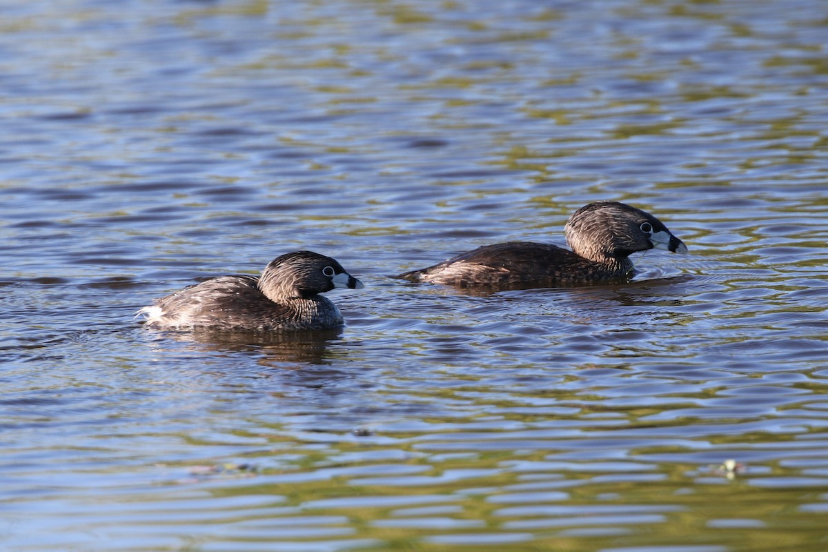 Pied-billed Grebe - ML618795349