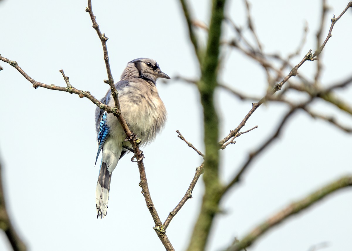 Blue Jay - Dori Eldridge