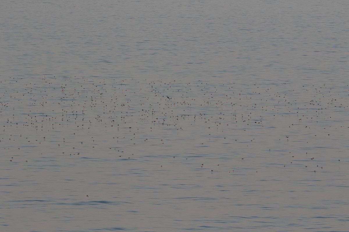 Red Phalarope - ML618795410