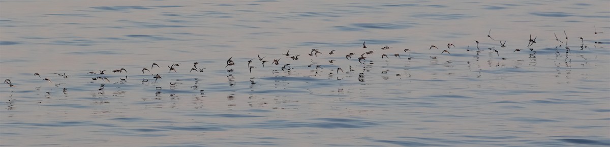 Phalarope à bec large - ML618795411