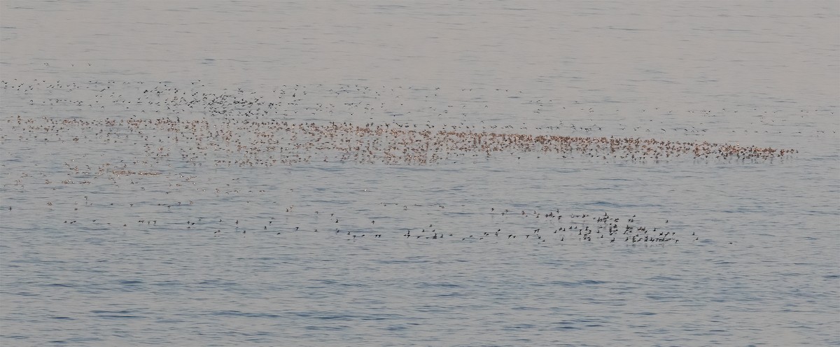 Red Phalarope - ML618795416