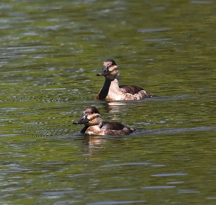 Ruddy Duck - Brian Avent