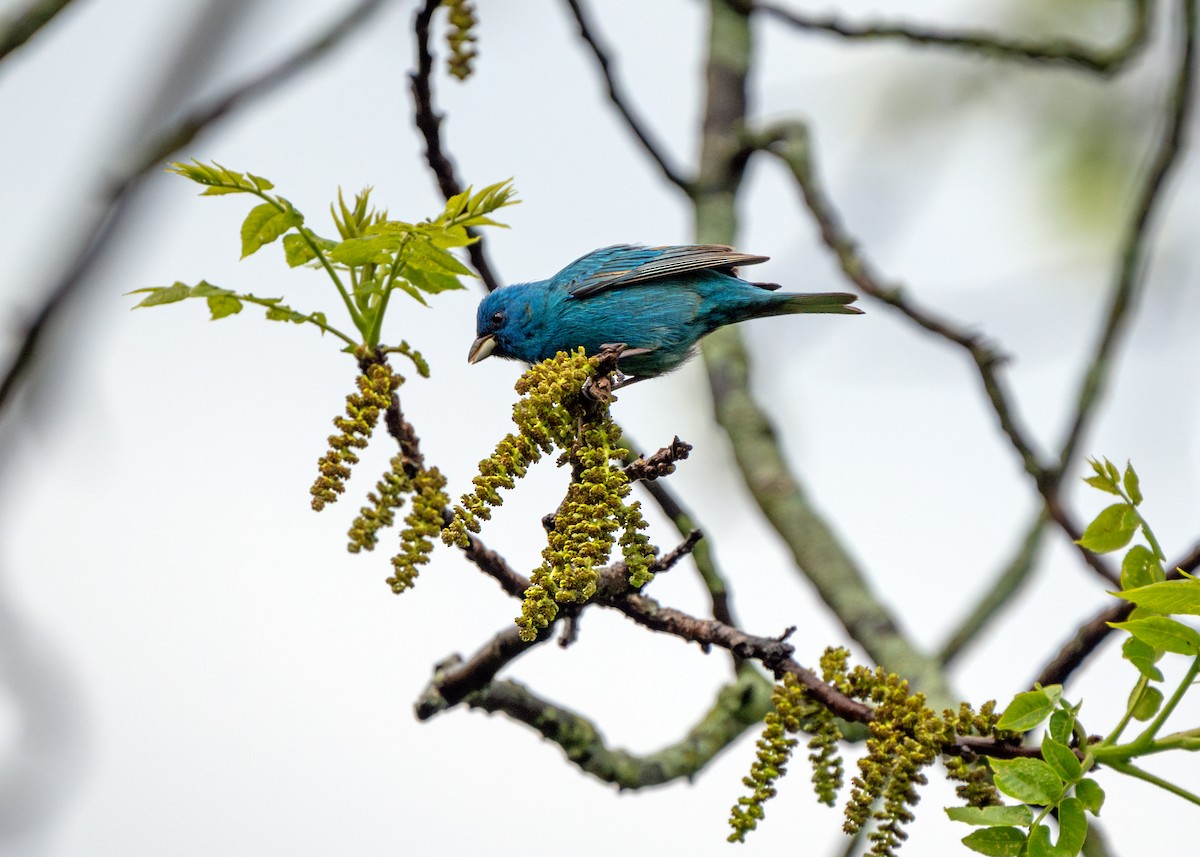 Indigo Bunting - Dori Eldridge