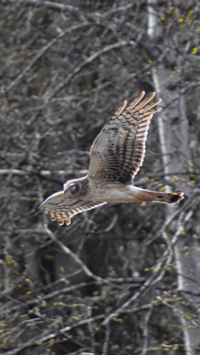 Northern Harrier - Emily Schmeltz