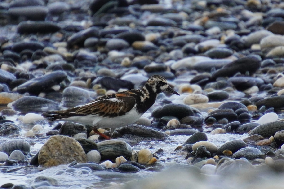 Ruddy Turnstone - 吳 致謙