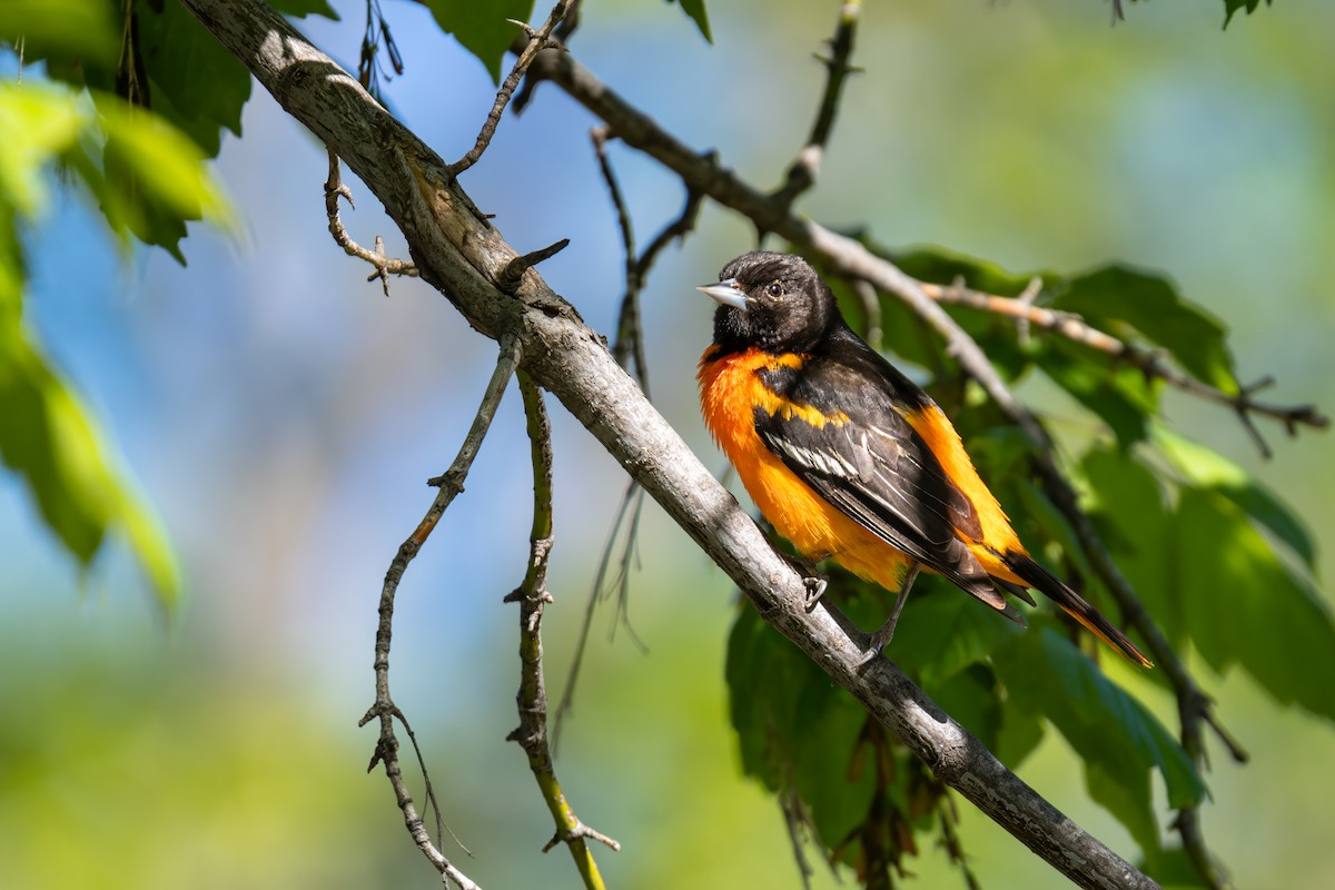 Baltimore Oriole - ML618795464