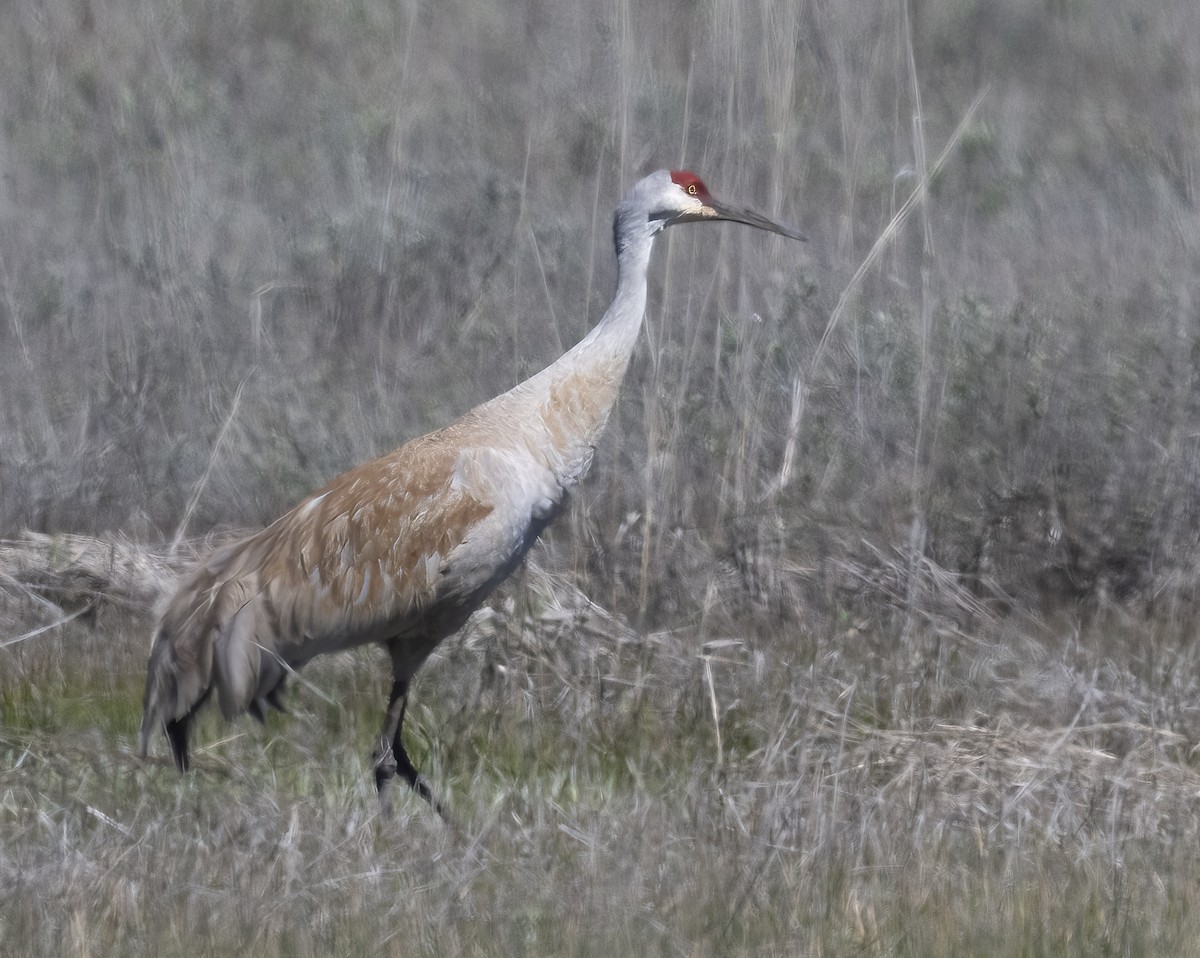 Sandhill Crane - Louisa Evers