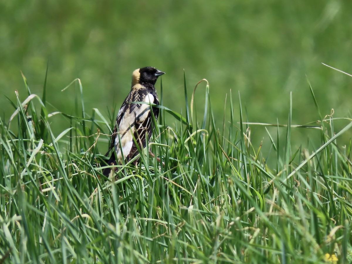 Bobolink - Marjorie Watson