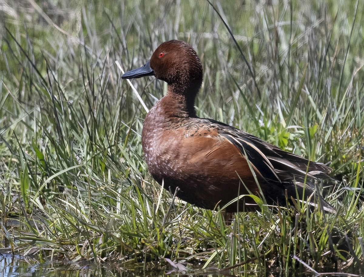 Cinnamon Teal - Louisa Evers