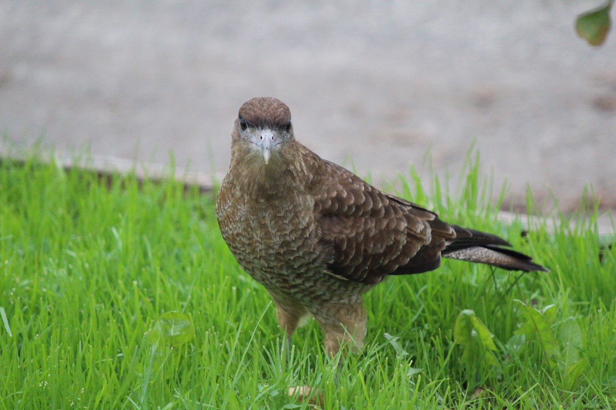 Caracara Chimango - ML618795502