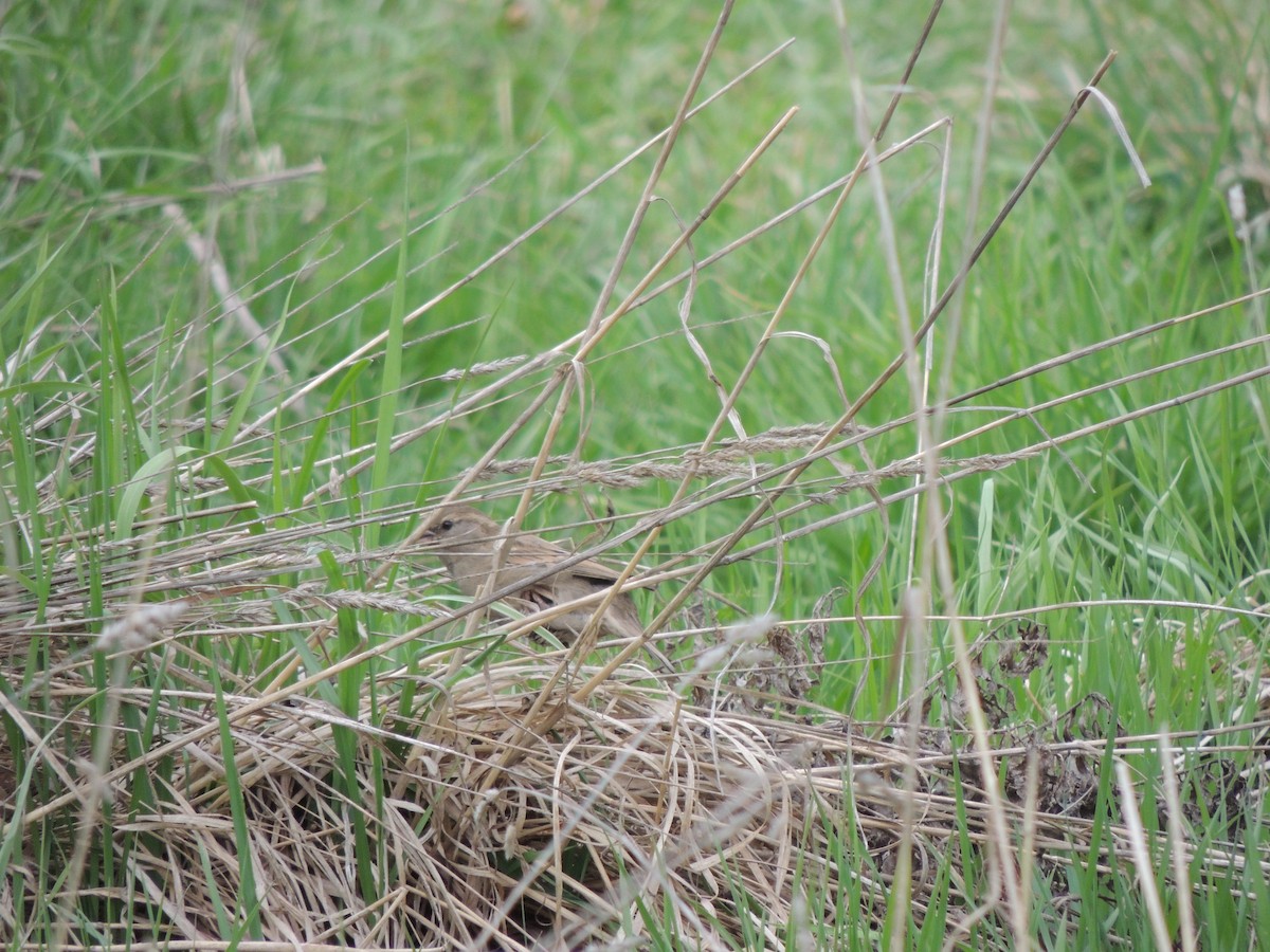 Common Grasshopper Warbler - Василий Иванников