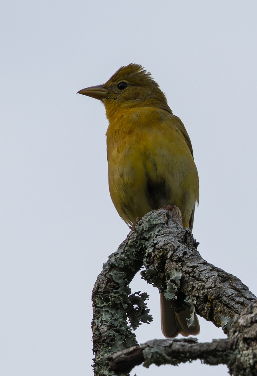 Summer Tanager - ML618795538