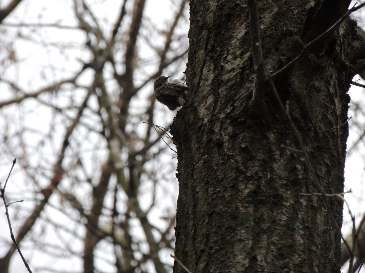 Eurasian Treecreeper - Василий Иванников