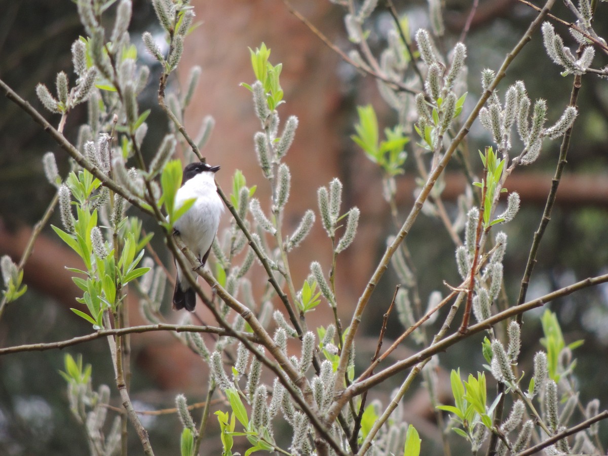 European Pied Flycatcher - ML618795564