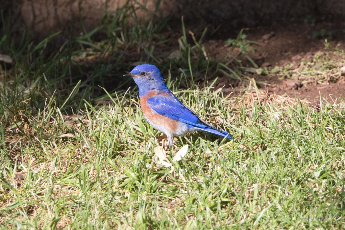 Blaukehl-Hüttensänger - ML618795584