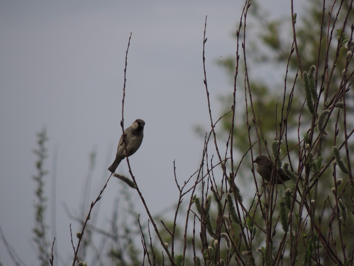 House Sparrow - ML618795586