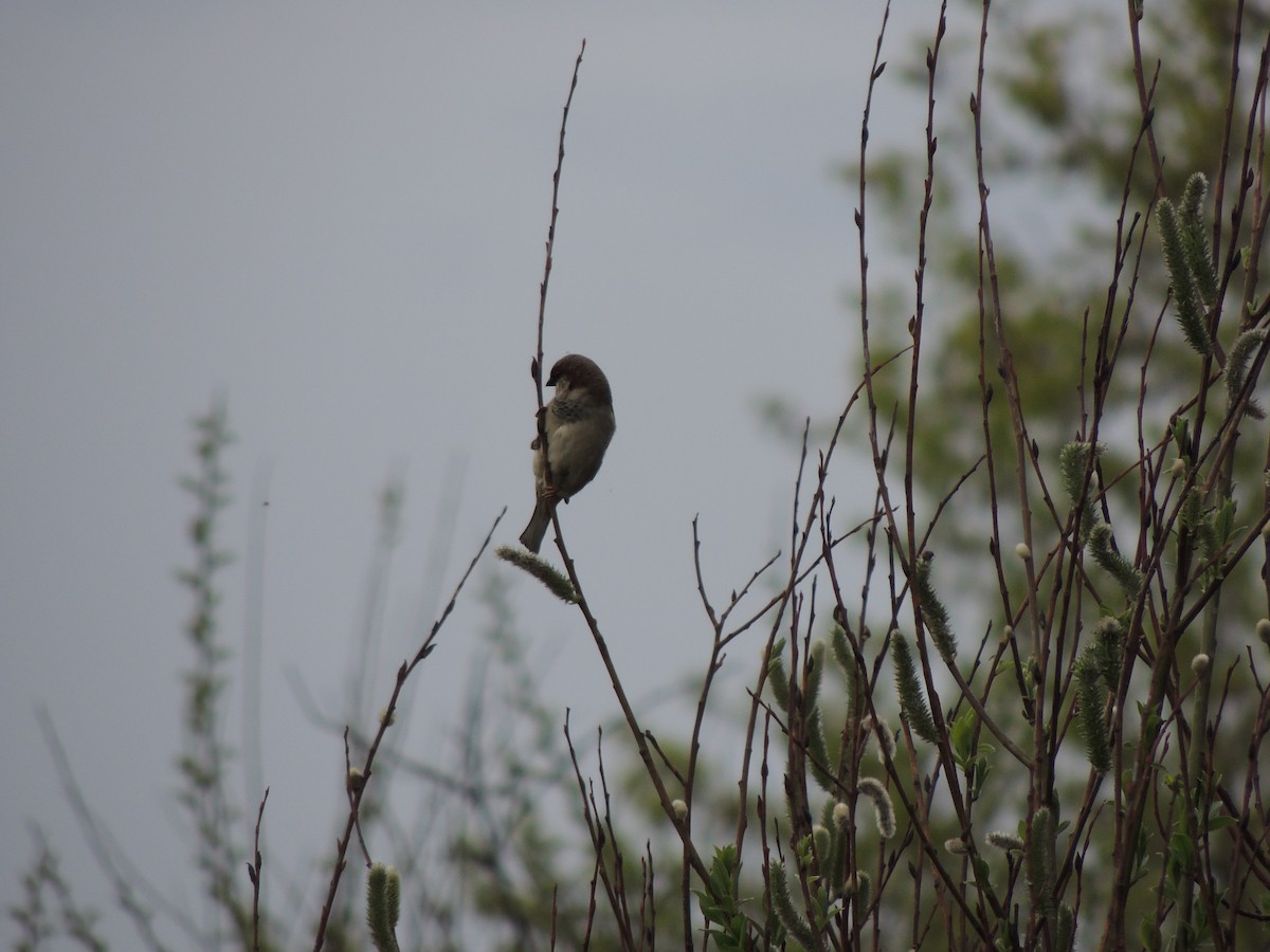 House Sparrow - Василий Иванников