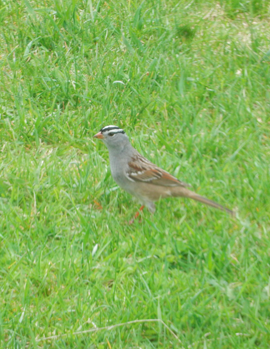 White-crowned Sparrow - Tony Crasto