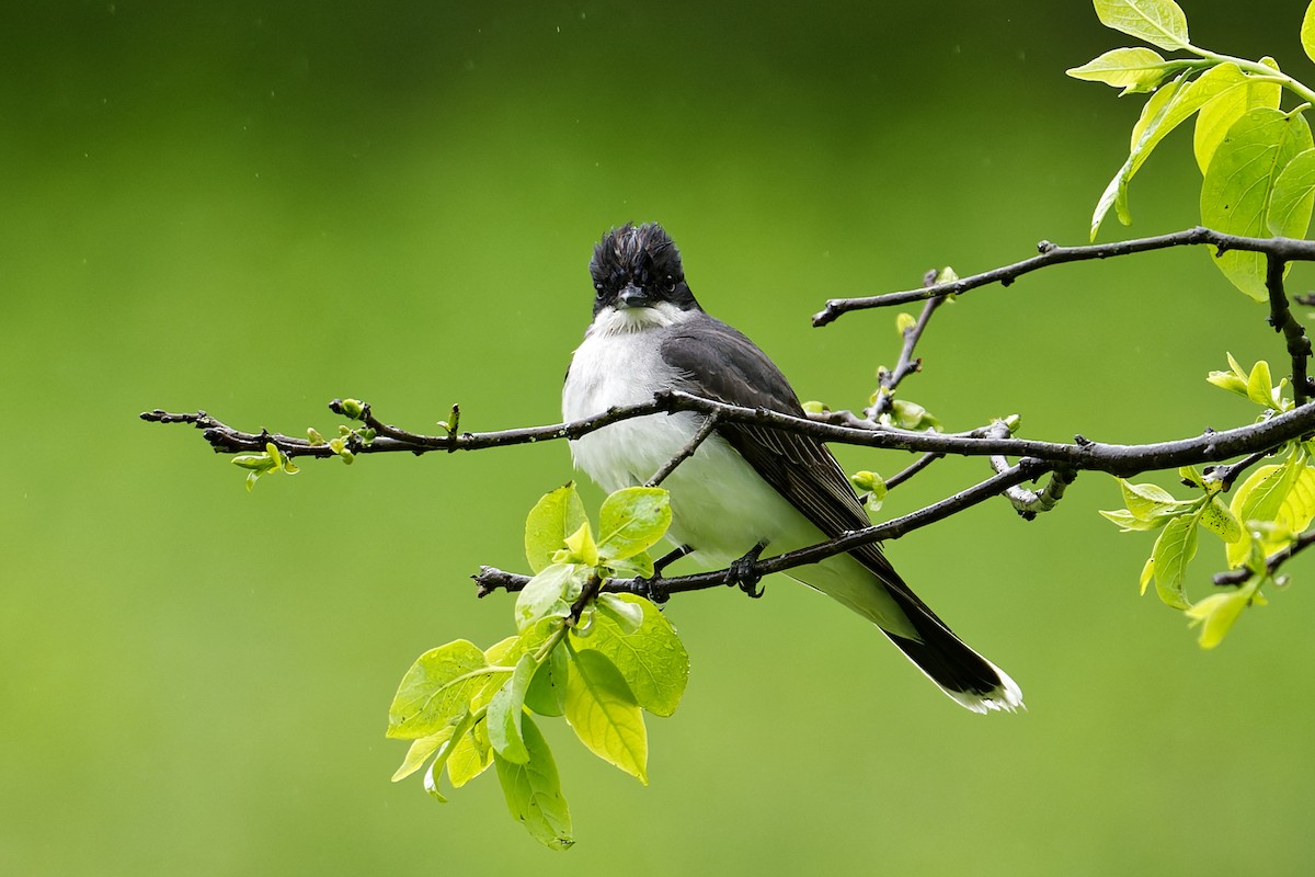 Eastern Kingbird - Karen Voldal