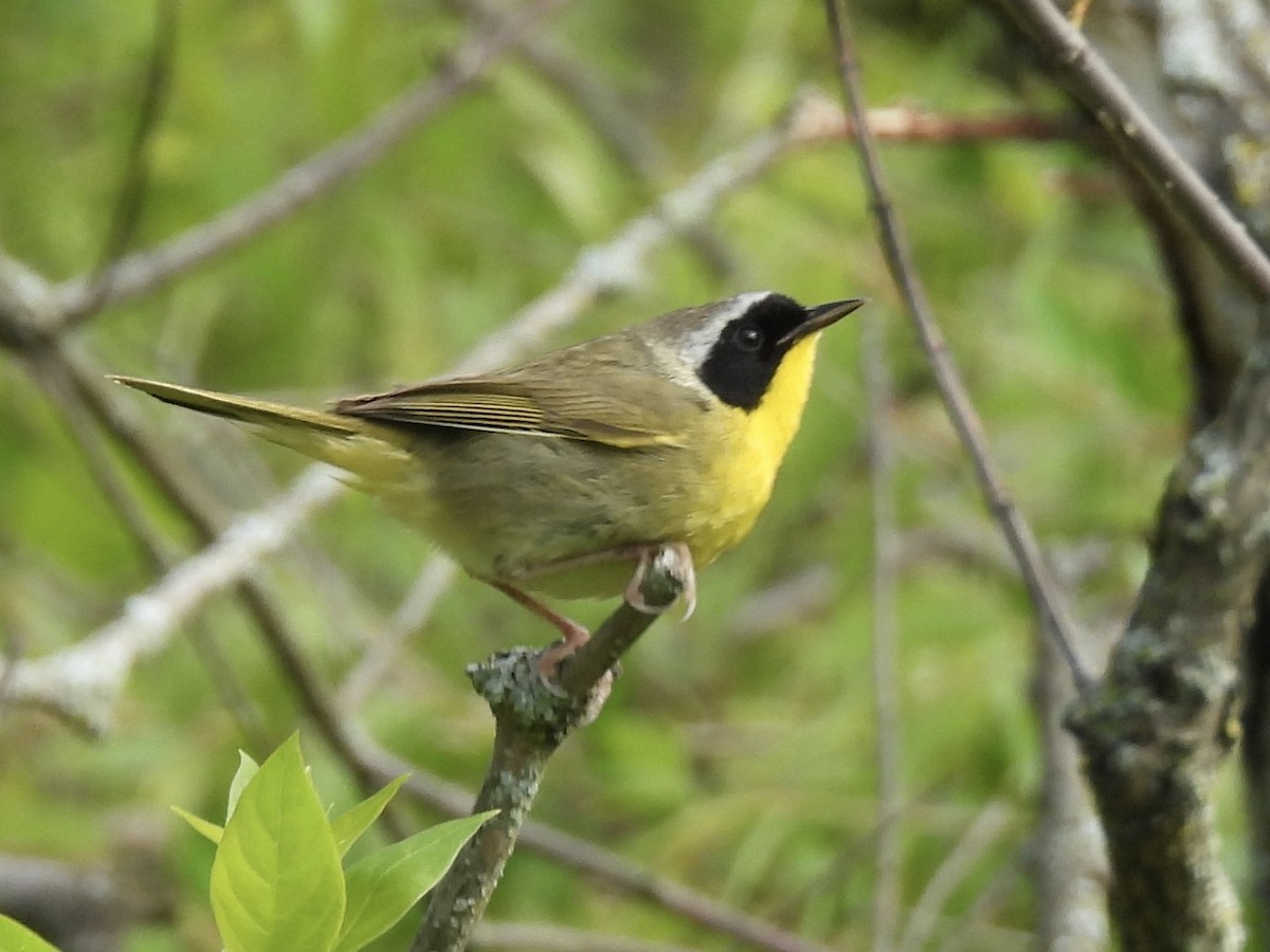 Common Yellowthroat - Ryan Gannon