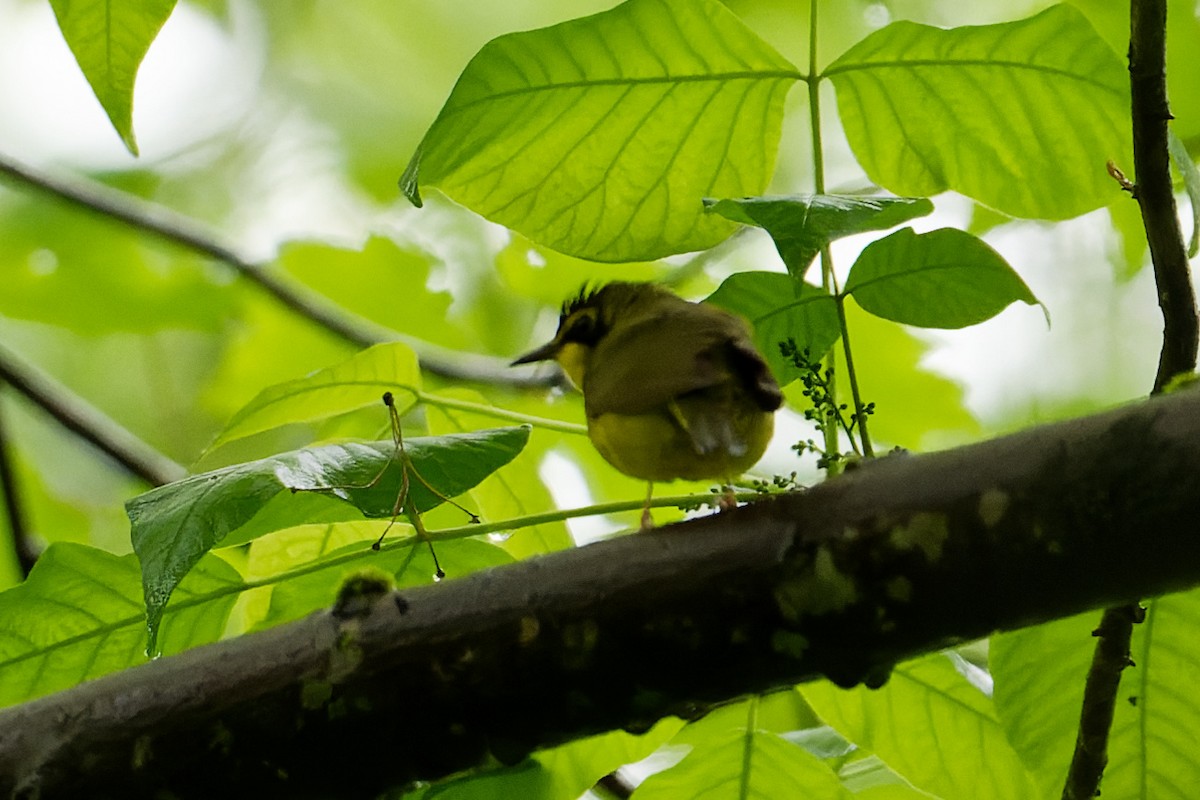 Kentucky Warbler - Karen Voldal