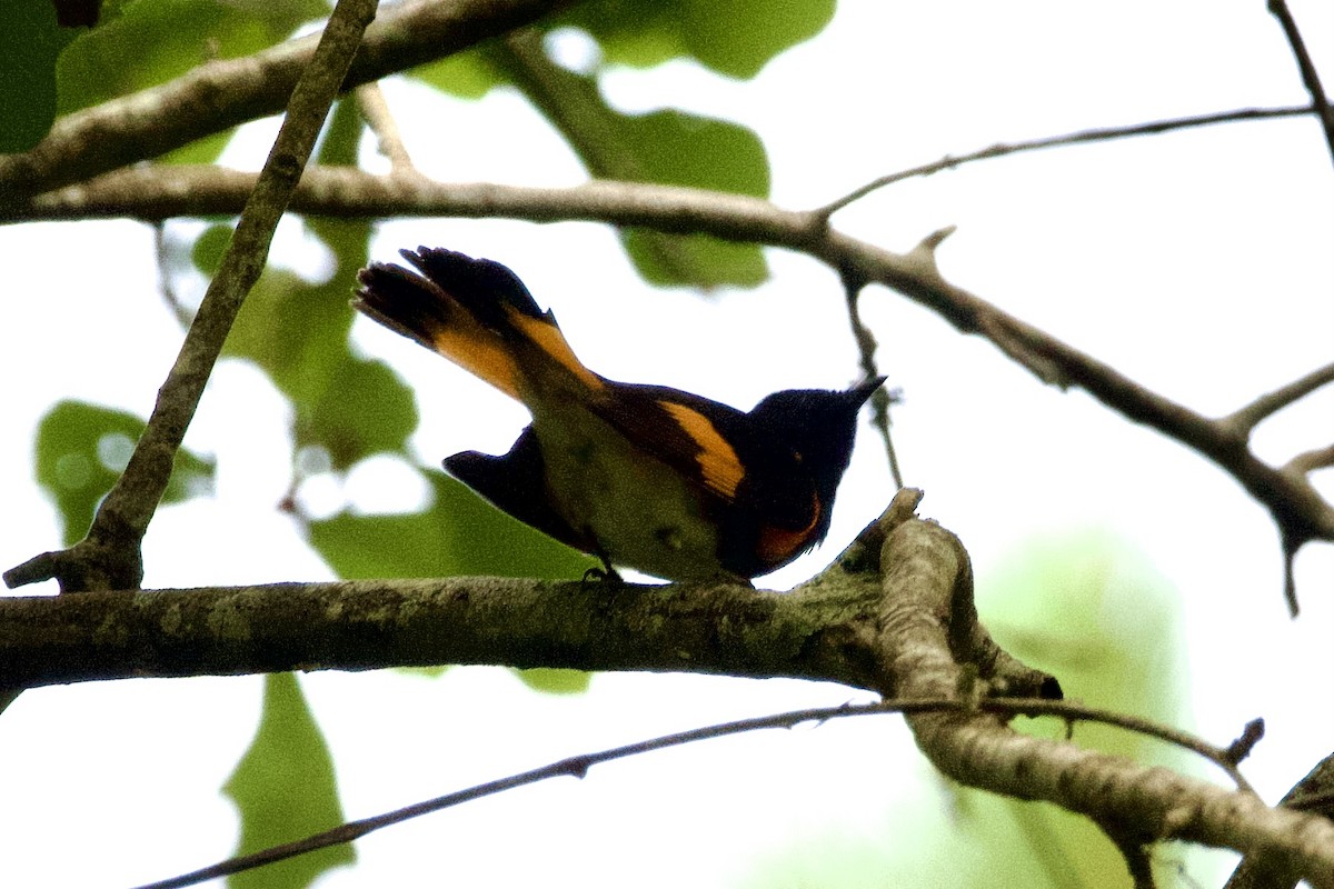 American Redstart - ML618795652