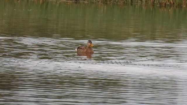 Mallard x Mexican Duck (hybrid) - ML618795660