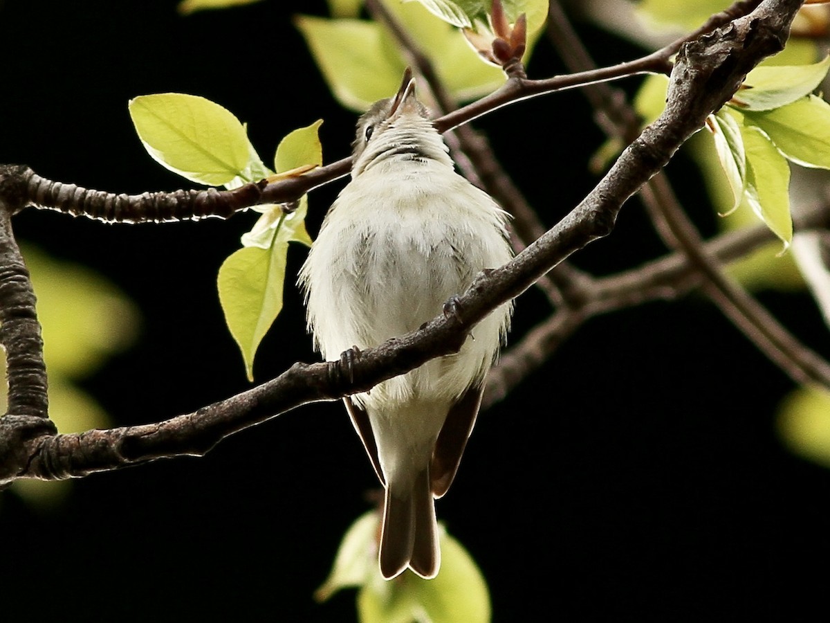 Warbling Vireo - Ken McIlwrick