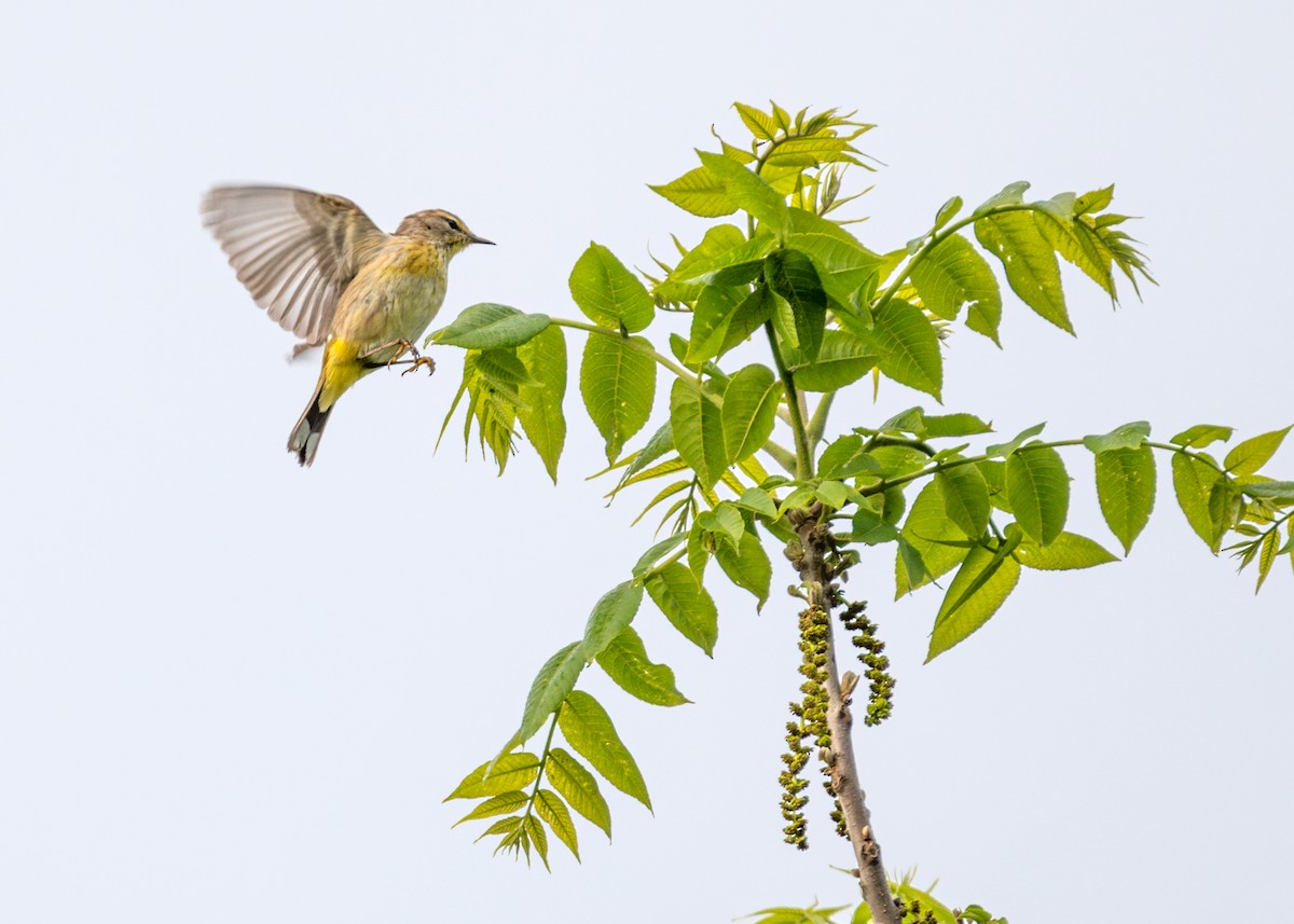 Palm Warbler - Dori Eldridge