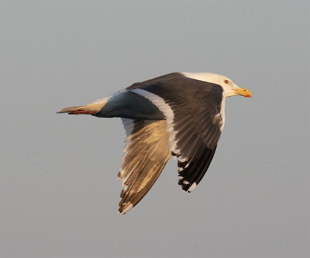 Slaty-backed Gull - Gary Rosenberg