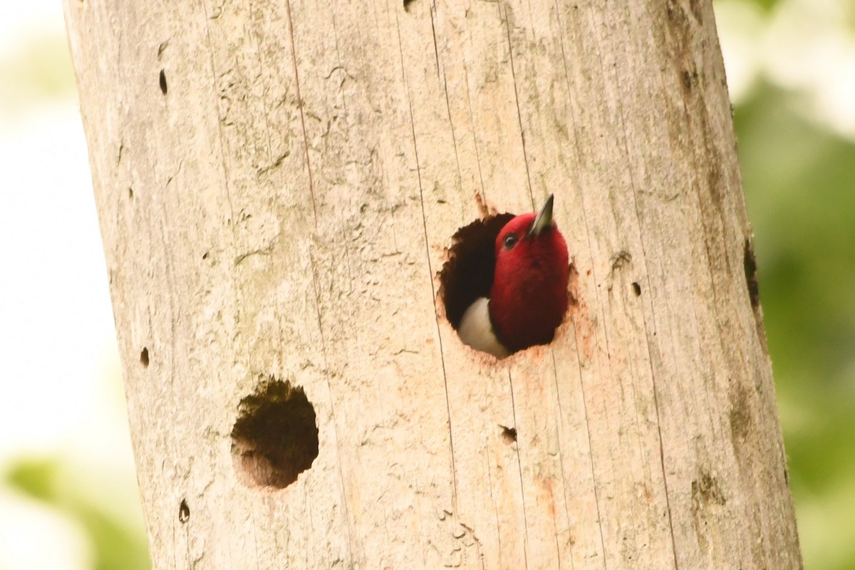 Red-headed Woodpecker - ML618795694